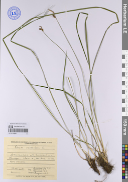 LE 01138890