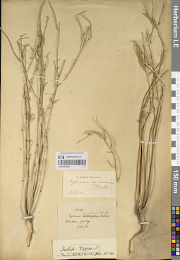 LE 01221079
