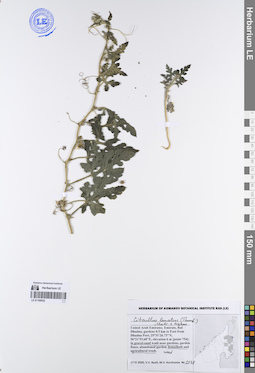 LE 01195032