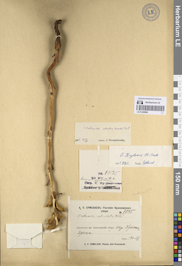 LE 01249096