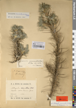 LE 01221779
