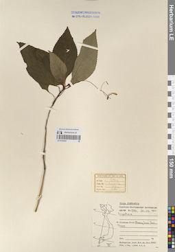 LE 01232422