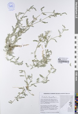 LE 01195083