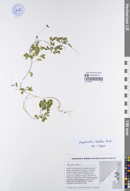 LE 01195091