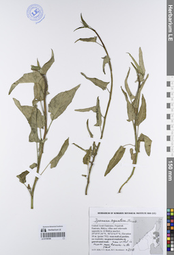 LE 01195106