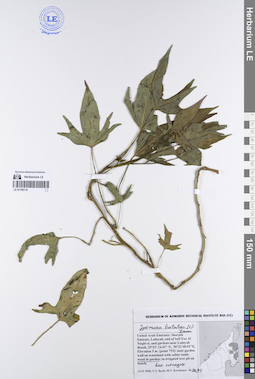 LE 01195116