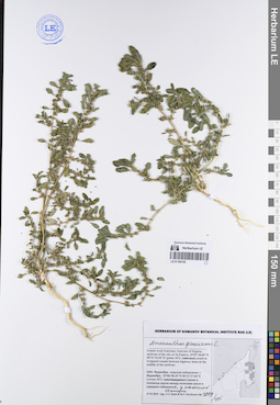 LE 01195155