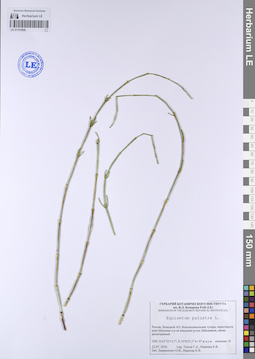 LE 01101906