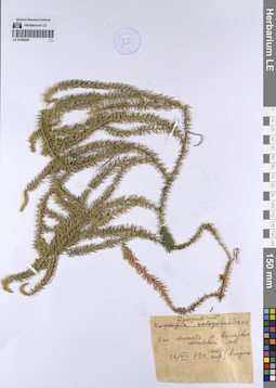 LE 01200206