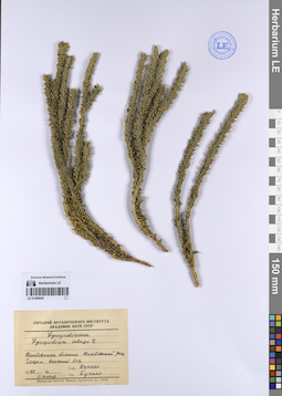 LE 01200845