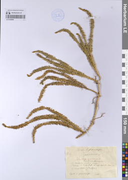 LE 01205806