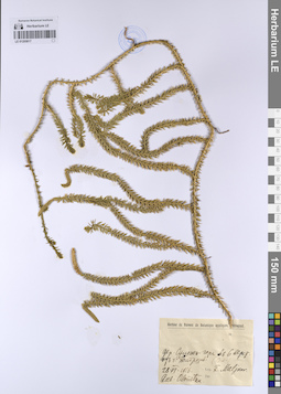 LE 01205817