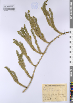LE 01205822