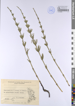 LE 01206508