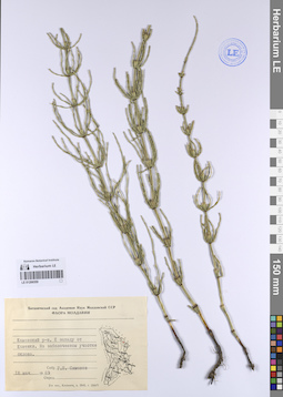LE 01206559