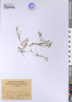 LE 01138204