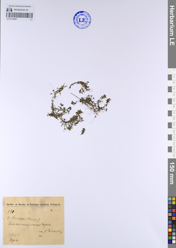 LE 01138207