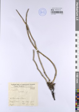 LE 01174541