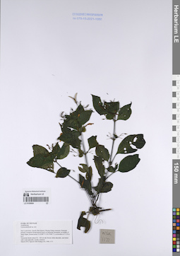 LE 01058684