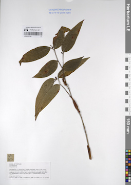 LE 01232786