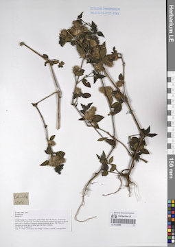 LE 01232889