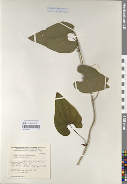 LE 01232913
