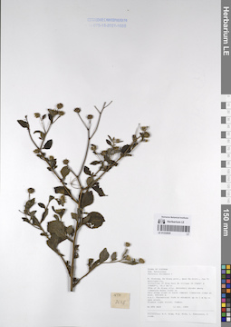 LE 01232925