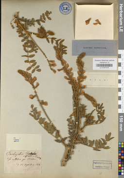 LE 01041416
