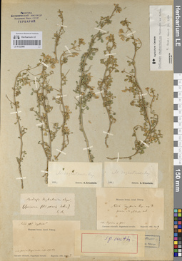 LE 01222966