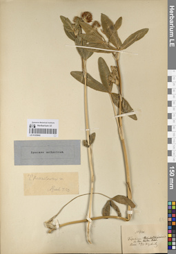 LE 01225042