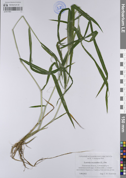 LE 01177831