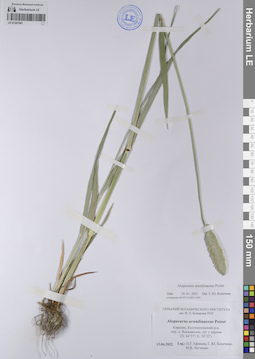 LE 01207941