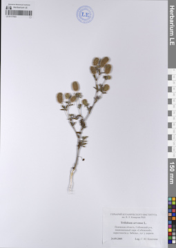 LE 01177923