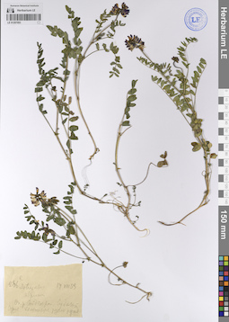 LE 01207093