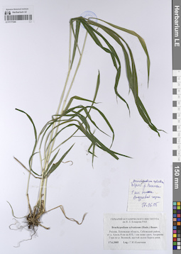 LE 01177244