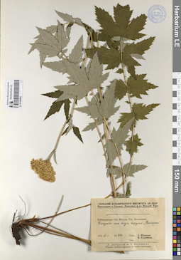 LE 01209682