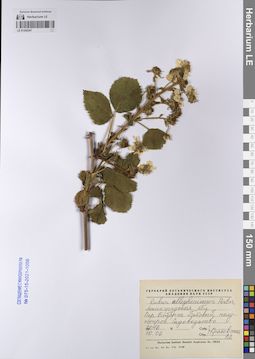 LE 01242247