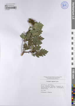 LE 01242487