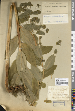 LE 01070937