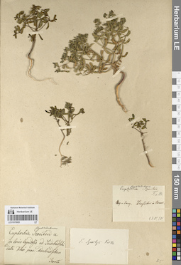 LE 01070955