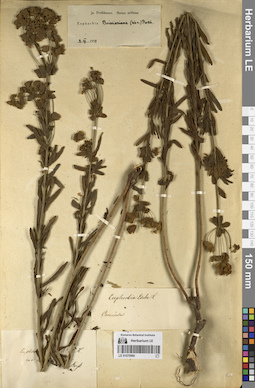 LE 01070960