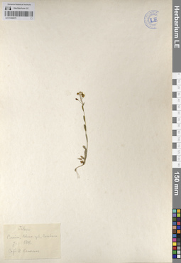 LE 01206975