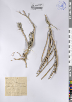 LE 01207383