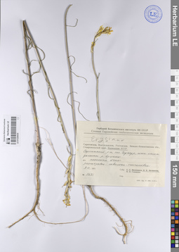LE 01226435