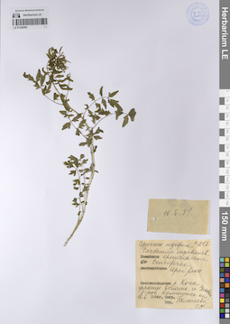 LE 01228294
