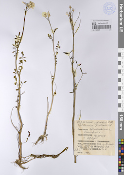 LE 01228420
