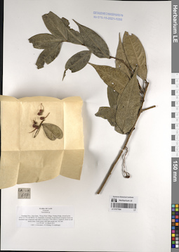 LE 01077904