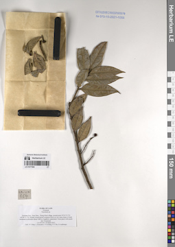 LE 01077906