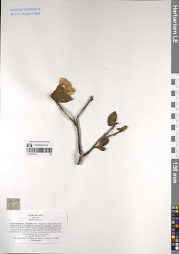 LE 01077915