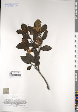 LE 01077917